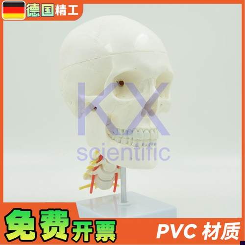 德国】自然大可拆白头p骨带颈椎神经模型1比1骨科医学教学口腔颅