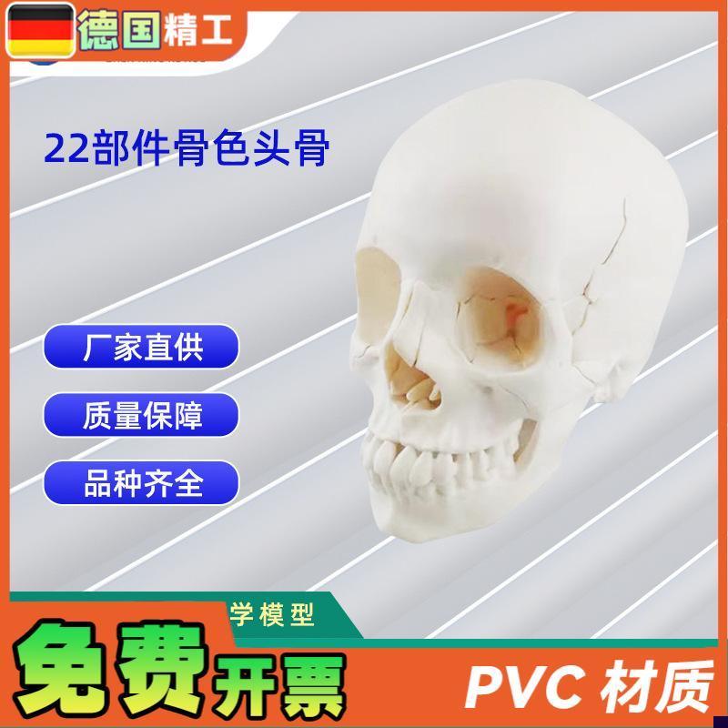 22部件骨色头骨可拆分模型人体y骨骼模型教学模型26*17*22CM