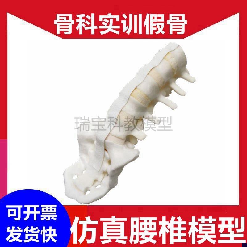 仿真腰椎骨c模型椎间盘脊柱外科医生手术技能练习用假骨头影像显