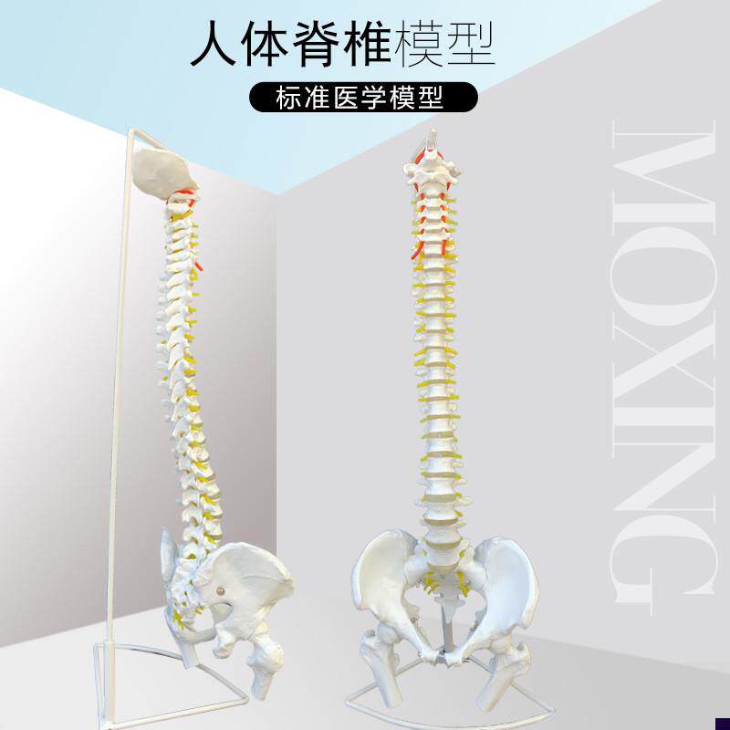 医用人体脊柱模型人体骨骼大脊椎成人1:1带N颈椎胸椎尾椎椎骨骨盆