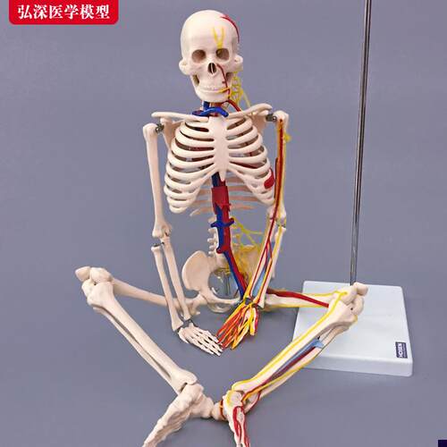 85cm人体全身骨骼模型附带心脏血管神经骷髅骨Q架医学教学模具玩
