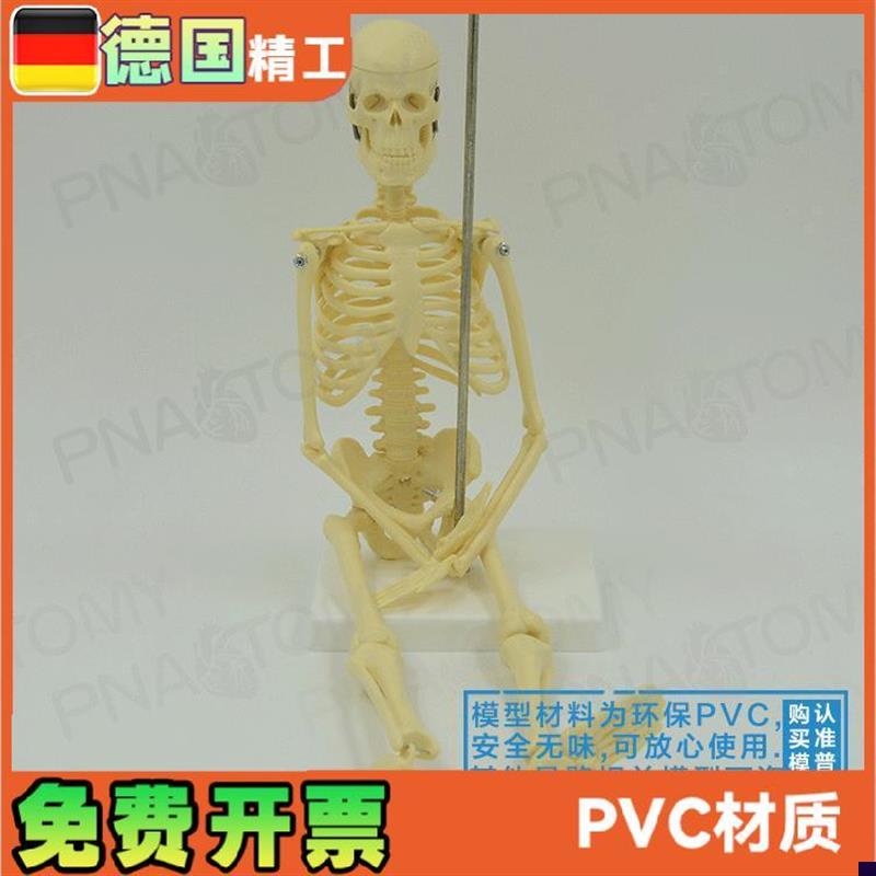 45cm小型人体k全身骨骼模型可拆卸可活动骷髅骨架玩具标本