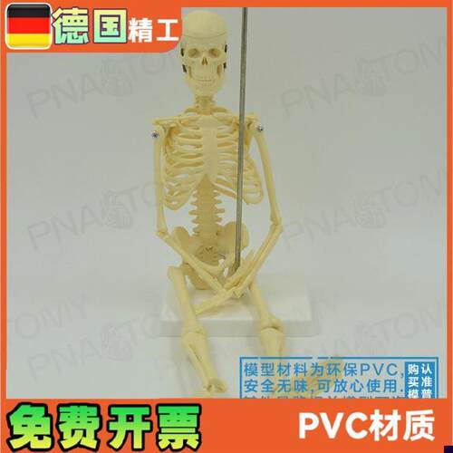 45cm小型人体k全身骨骼模型可拆卸可活动骷髅骨架玩具标本