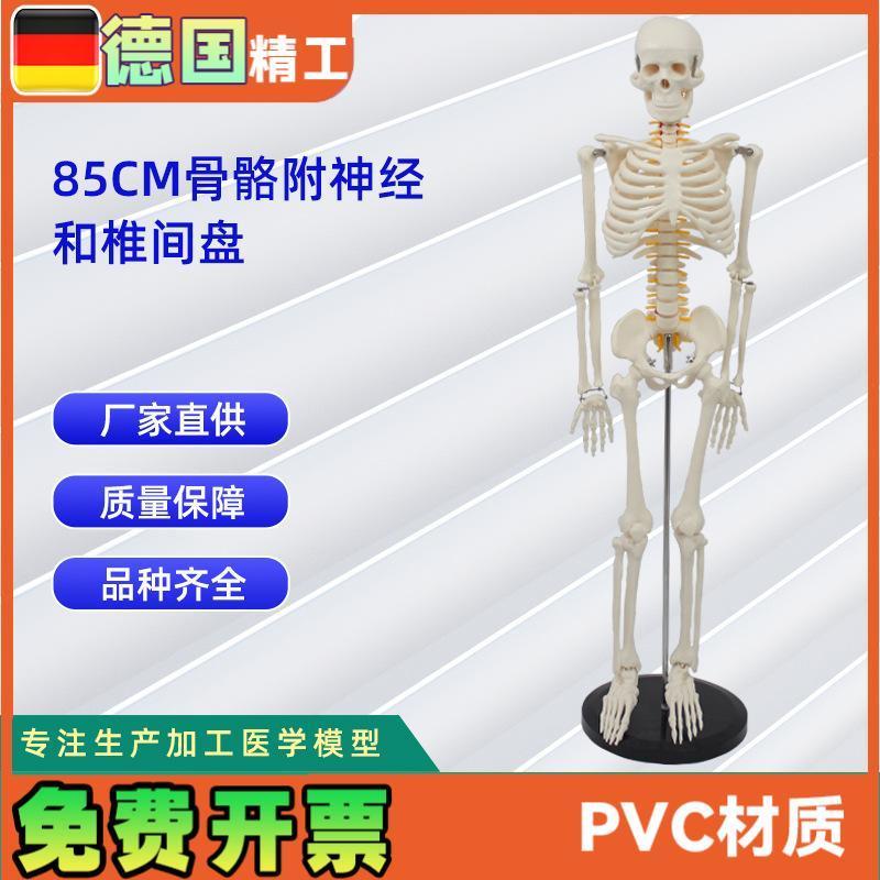 85CM带神经和椎间盘骨骼模型人体骨Y骼教学模型
