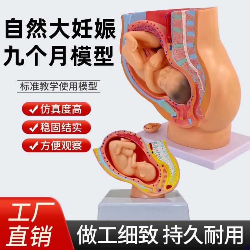女性盆腔自然g大妊娠九个月胚胎模型分娩直观计划生育胚胎发育教