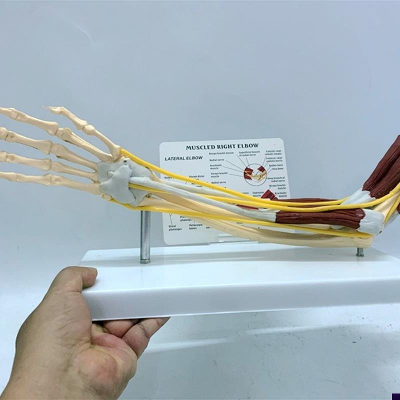 人体肌肉肘关节神经韧r带功能模型手臂骨骨骼人骨架骷髅手关节