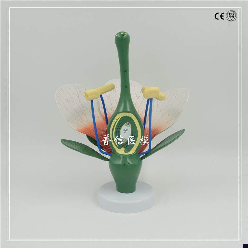 普信桃花模型典型双子叶花构造B绿色植物花蕊生物教学试验展示