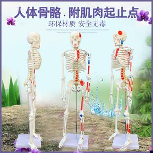 质量上乘新款85CM人体w骨骼模型骨架人体素描教学模型白骨观