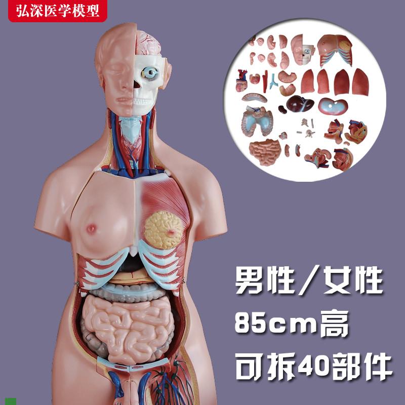 躯干模型人体内脏胸腹部器官解剖男性女性心肝P脾肺肾结构教学玩