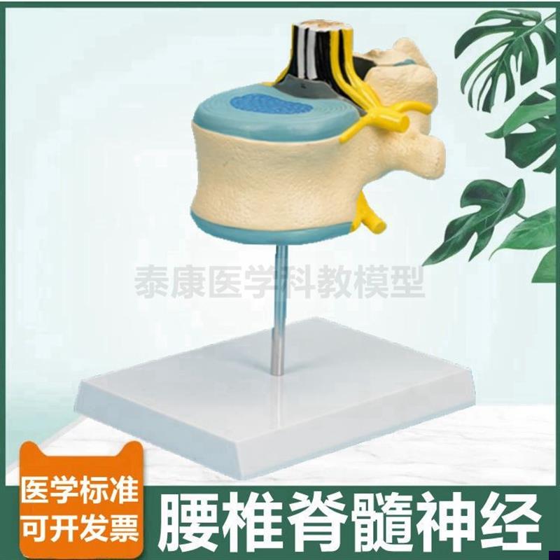 腰椎解剖模型椎管脊髓神经根蛛网膜软脊膜麻醉P科教学中枢周围神