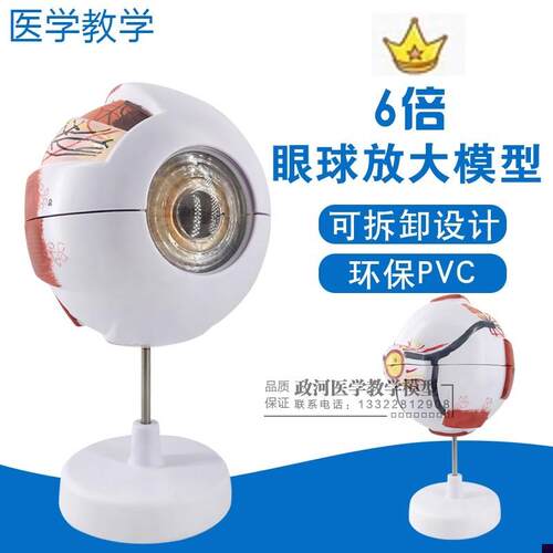 人体眼球解剖模型眼球模型眼睛解剖学K感觉器五官科眼科包邮