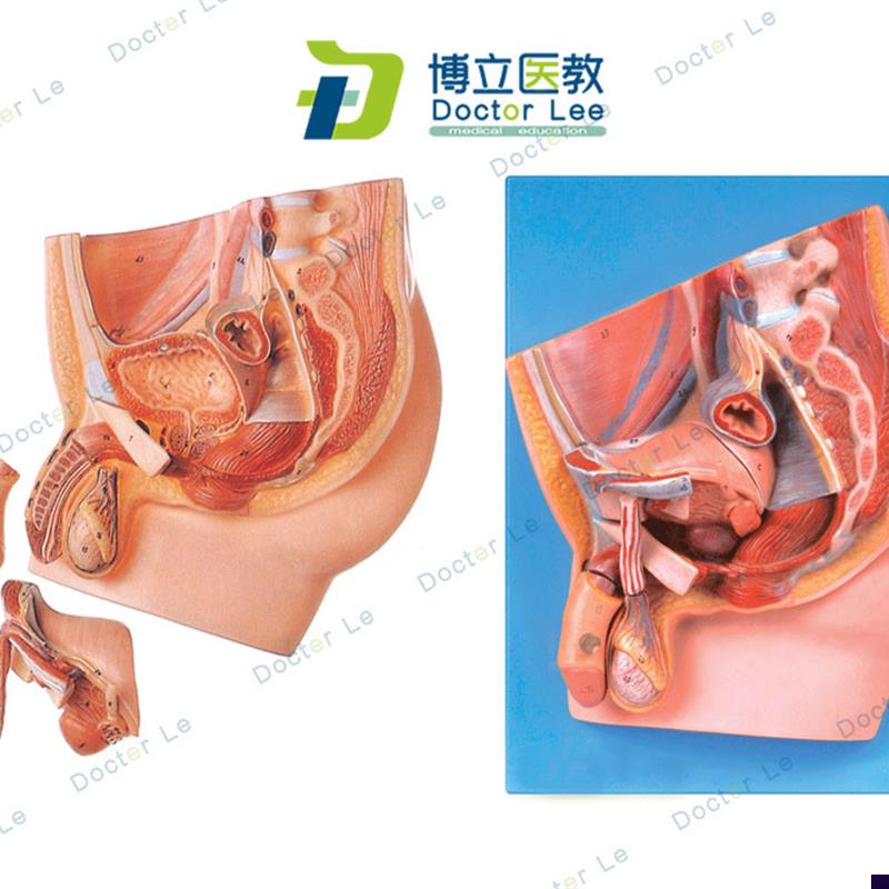 男性盆腔正中矢状切o面人体解剖模型生殖泌尿系统健康计划生育
