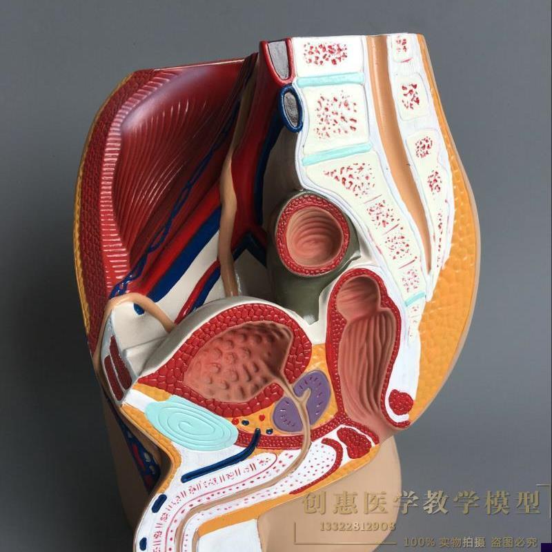 正品男性生殖泌尿系统模型男z科盆腔解剖结构模型前列腺矢状模型