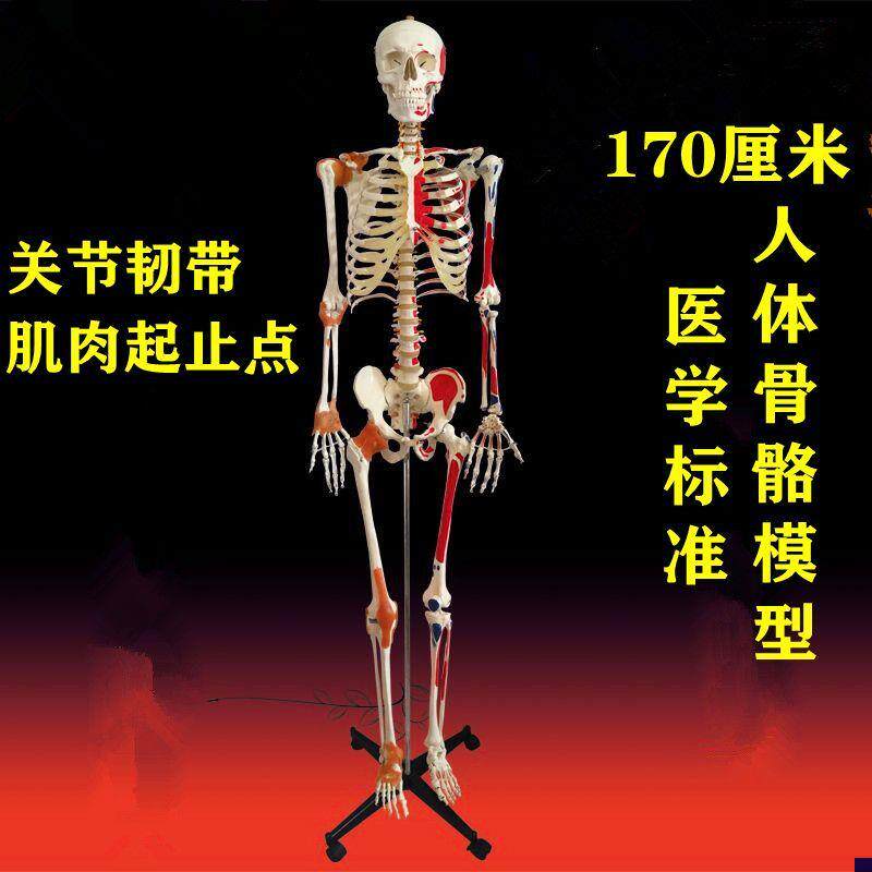 人体骨骼模型170厘o米仿真骨架肌肉起止点标识四肢关节韧带可弯曲