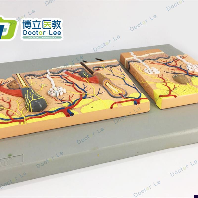 平面皮肤模型皮肤组织结构放大平面皮肤模P型人体皮肤解剖模型