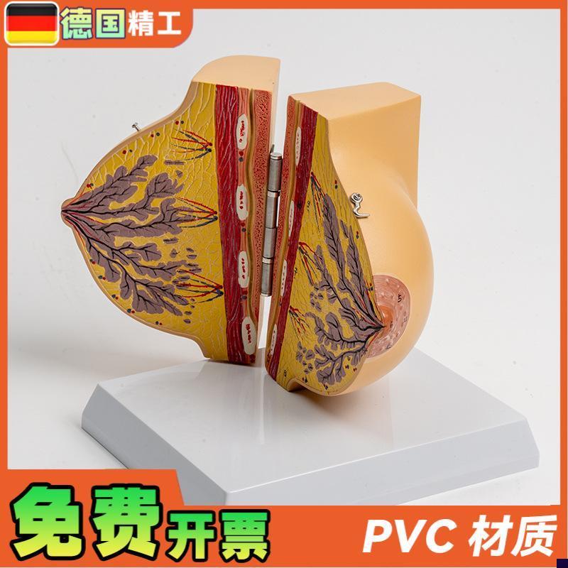 德国】乳房模型胸k模型胸部解剖模型静止期女性乳房结构造医学教