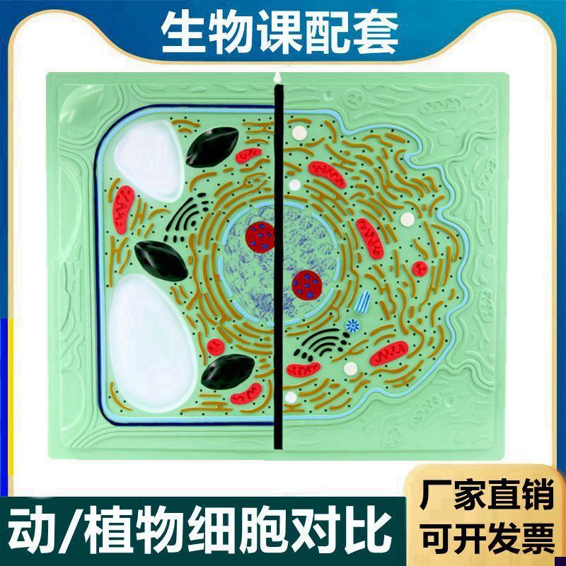 动植物细胞对比细胞器r细胞核叶绿体植物细胞可拆卸生物课用