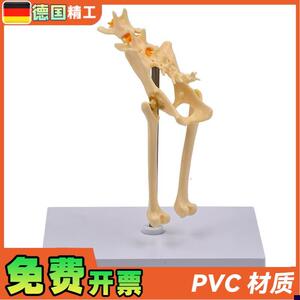德国】1比1猫骨盆模型猫骨骼腰椎尾骨脊柱神经V教具宠物医院展