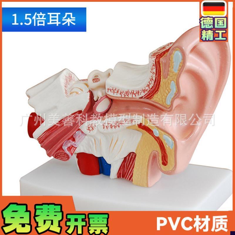 耳模型桌上型耳解剖模型外中内耳部听觉系统器官耳朵构Y造教学医
