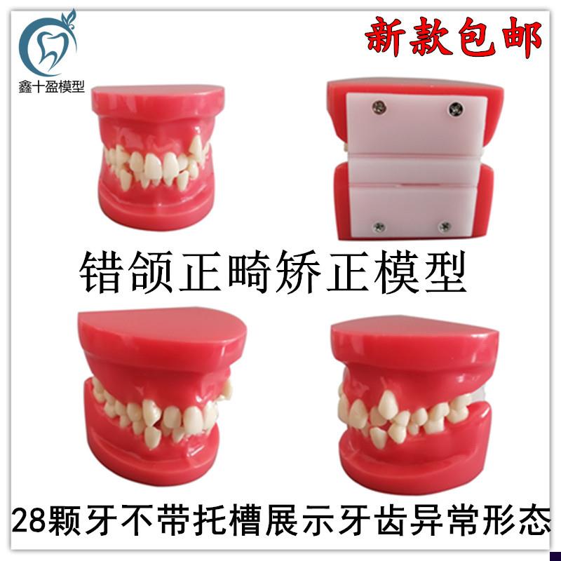 牙齿模型矫正模型练习正畸模型口腔模型牙科模Q型牙医练习模型B4