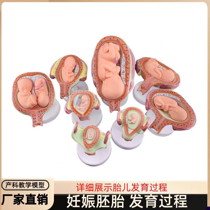 妊娠发育过程模型胚胎计划生育B模型胎儿发育过程模型子宫解剖