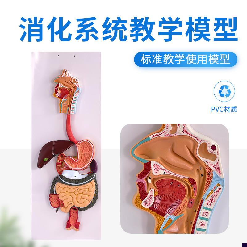 人体消化系统模型肛门直肠x口鼻喉食道胃模型大肠肝脏解剖模型