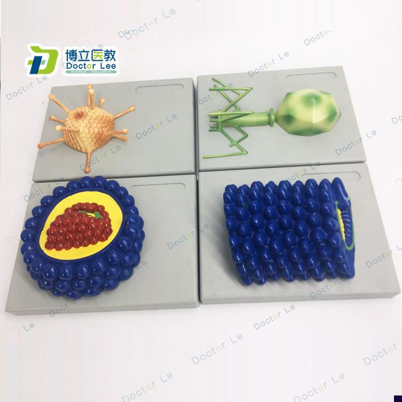 厂家直销微生物学病毒模型杆状病毒腺病毒噬O菌体病毒艾滋病毒学