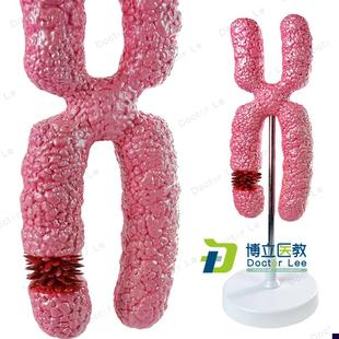 X染色体模型医学细胞器模型减数分G裂中学生物教学实验教具模型