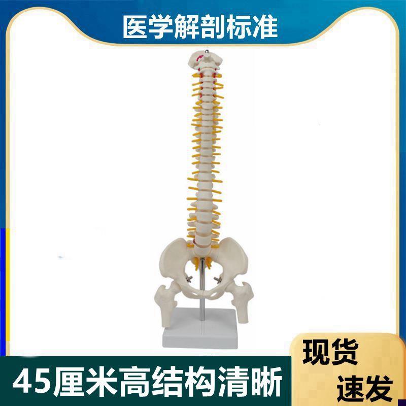 脊柱模型45厘米高便携式脊w椎骨骼椎间盘神经股骨头盆骨正骨小针