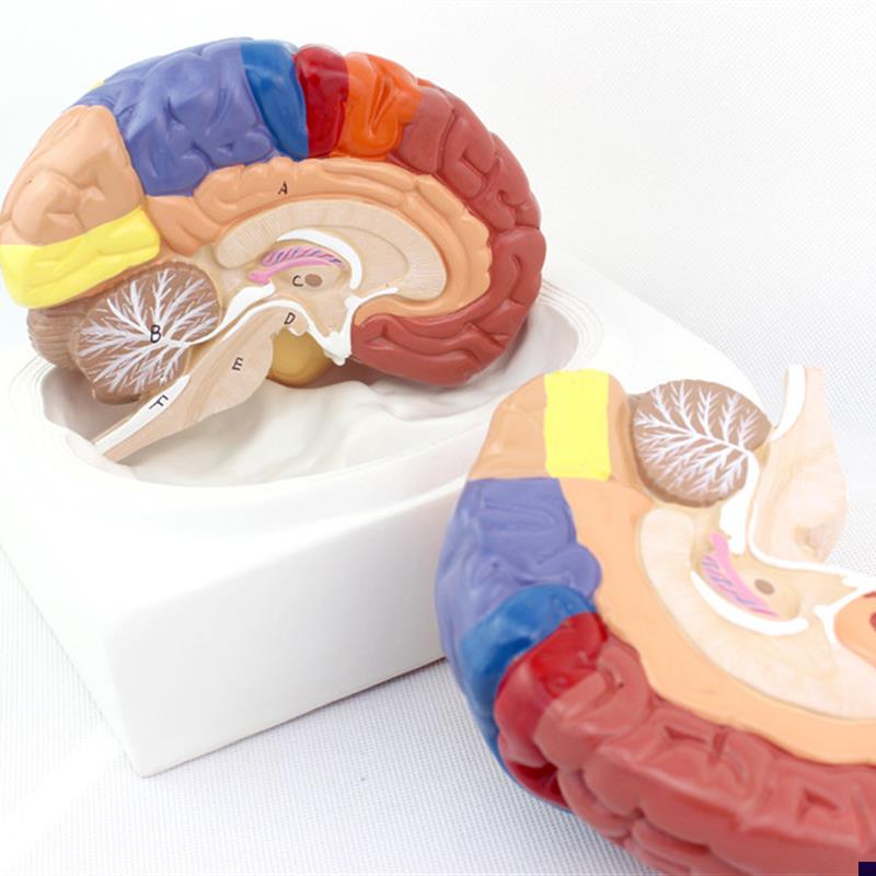 ENOVO颐诺医学大脑皮t质功能分区模型人体大脑模型组织解剖布罗德