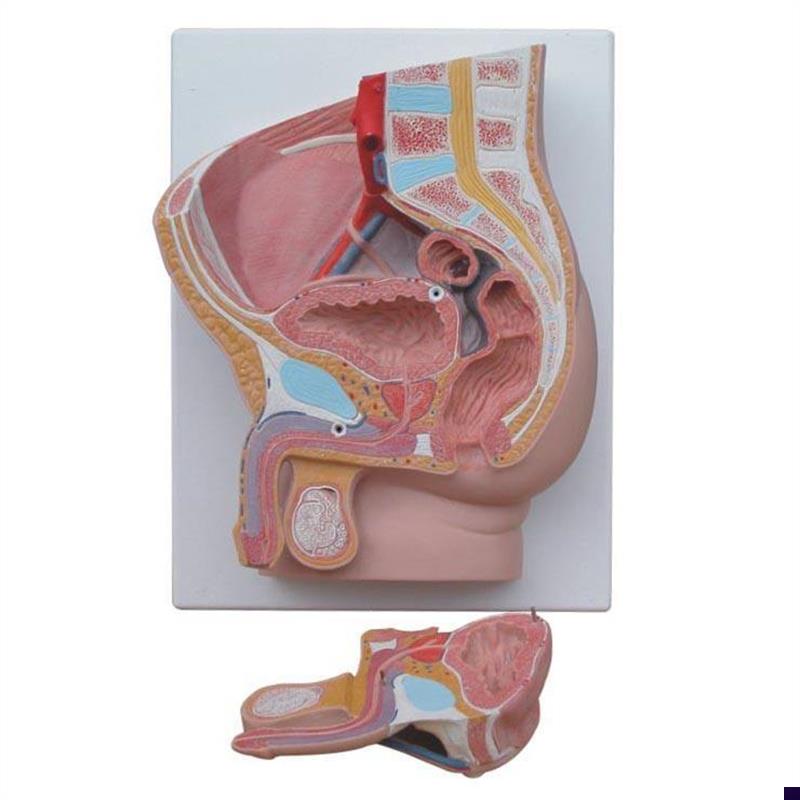 男性矢状解e剖模型(2件)人体医学用教学标本模型