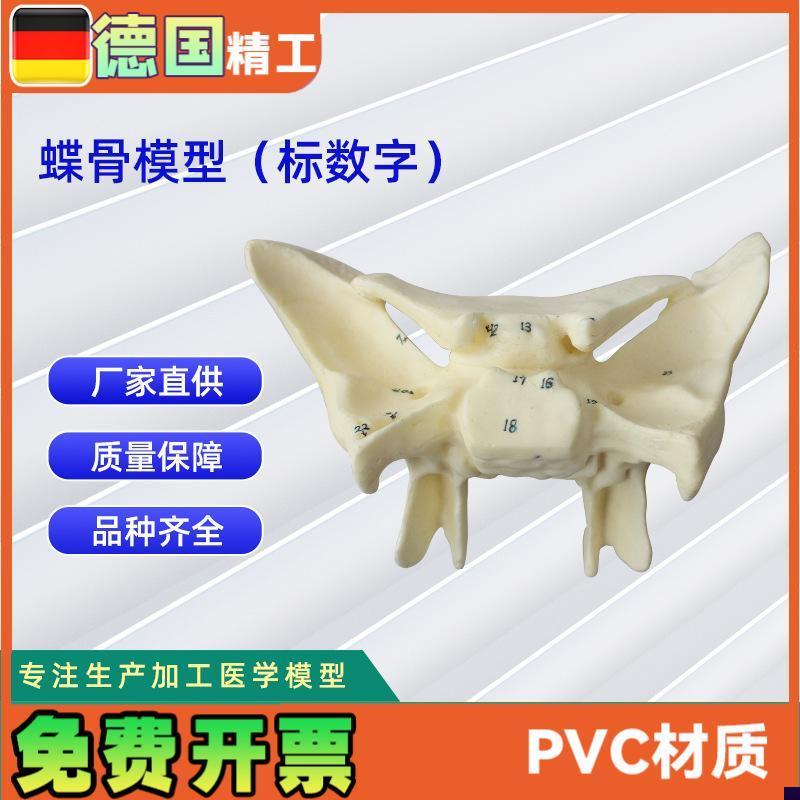 人体蝶骨放大标数字模型教学解Q剖模型蝶骨模型