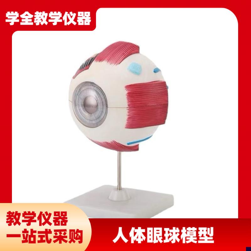人体眼球模型放大眼睛眼球结构构造解剖模型教Q学仪器眼珠玩具医