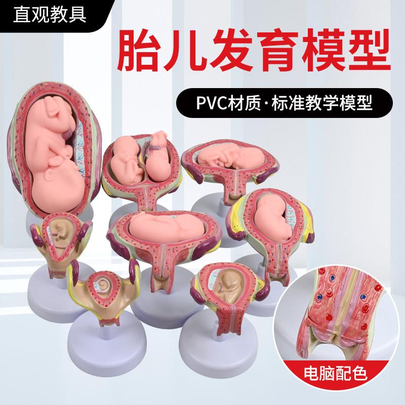 妊娠发育过程模型 胚胎计划生育模型 胎儿发育过程模型 子宫解剖
