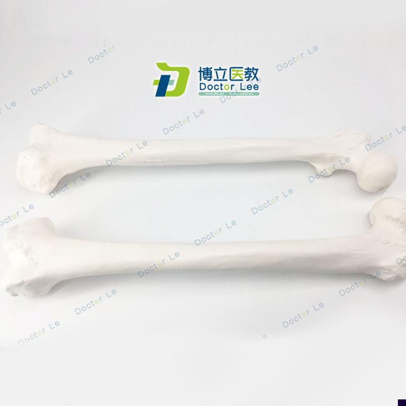 实操股骨模型大腿骨医用教t学器材肱骨模具骨科手术四肢骨散骨模