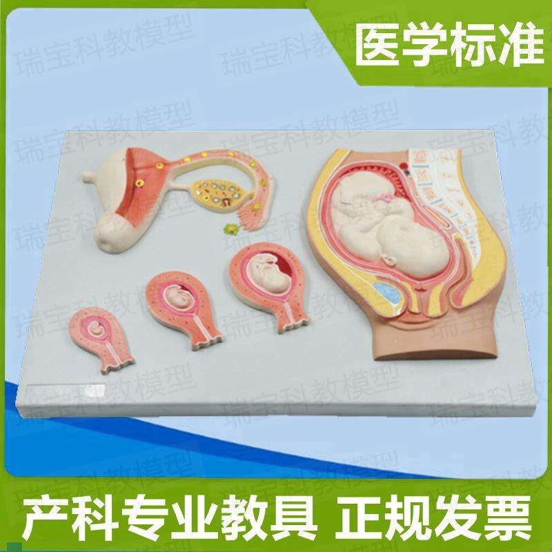 受精卵形成过程妊娠胚胎发育生殖医学科普产科临V床教学精卵结合