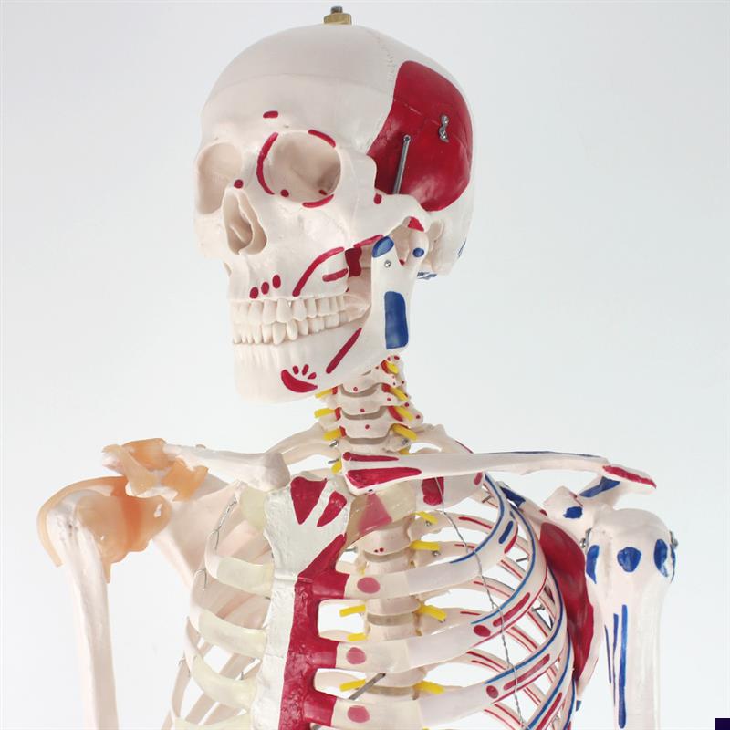 颐诺正品人体g170CM骨骼附肌肉标识韧带骨架标本骨骼模型医用