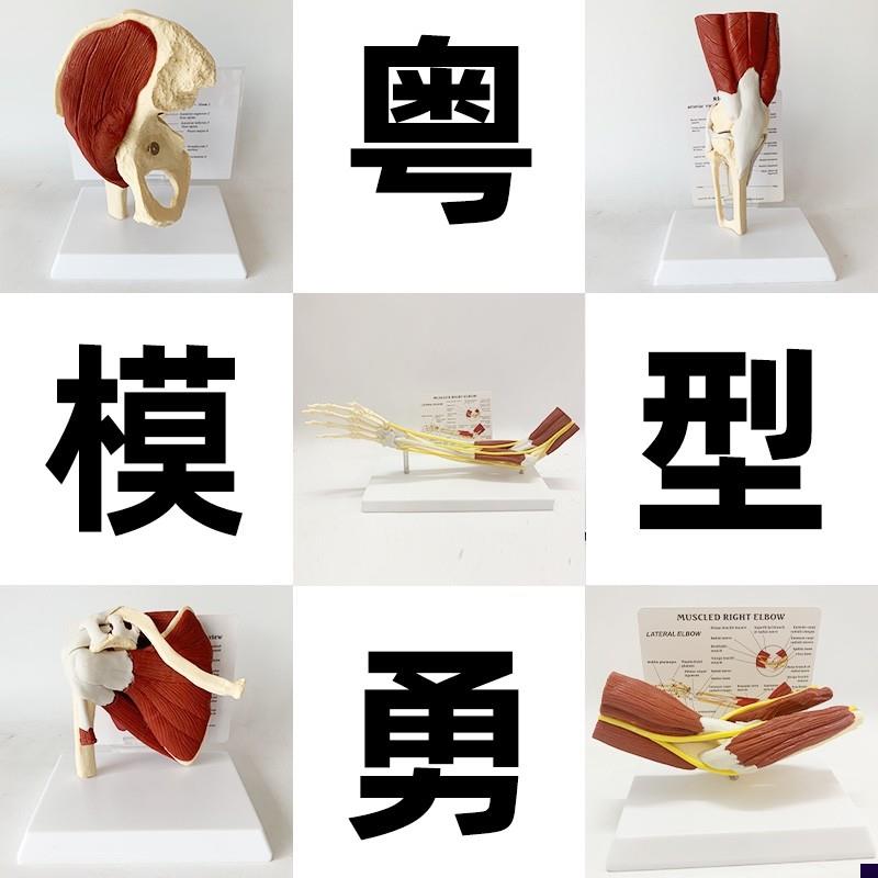 人体关节附肌肉模型盂肱关节肩锁C关节肩峰结构肘膝关节肌肉解剖