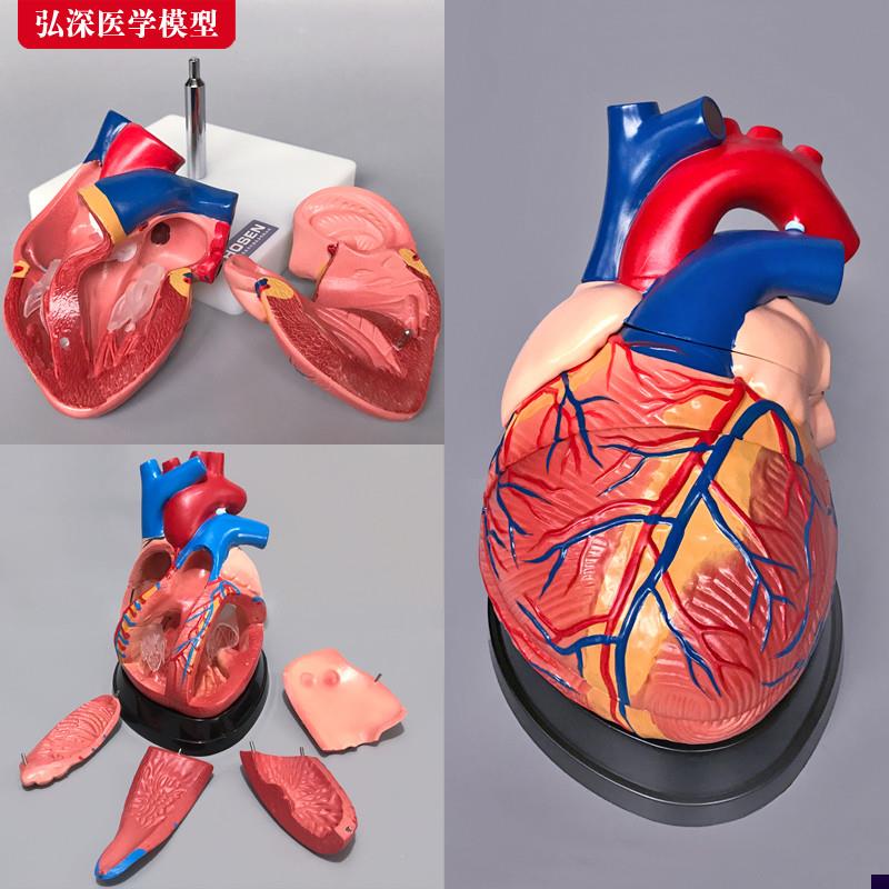 心脏模型解剖放大血管动静脉人体器官结K构造模具教学医科学教具