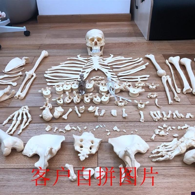 人体1:1人体骨骼散骨骷髅骨架教学模型医用S讲解展示标本玩具