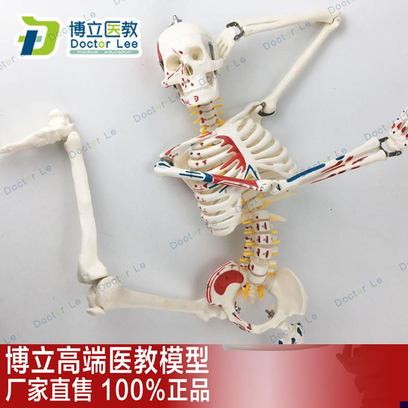 85CM人体骨骼模型神经肌肉起止标数字小针刀骨骼解剖模Y型脊柱模