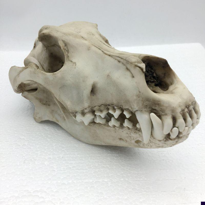 康泰模型狼头骨j仿真标本艺术品收藏动物医院兽医药狗骨髅牙齿口