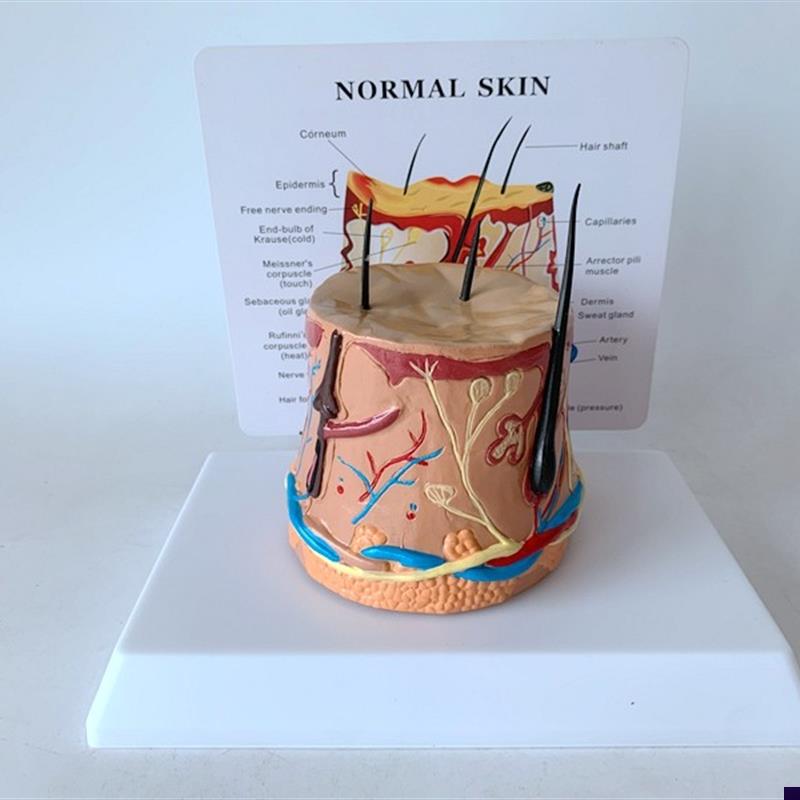 毛发成长过程毛囊放大r头发皮肤放大皮肤解剖人体解剖模型