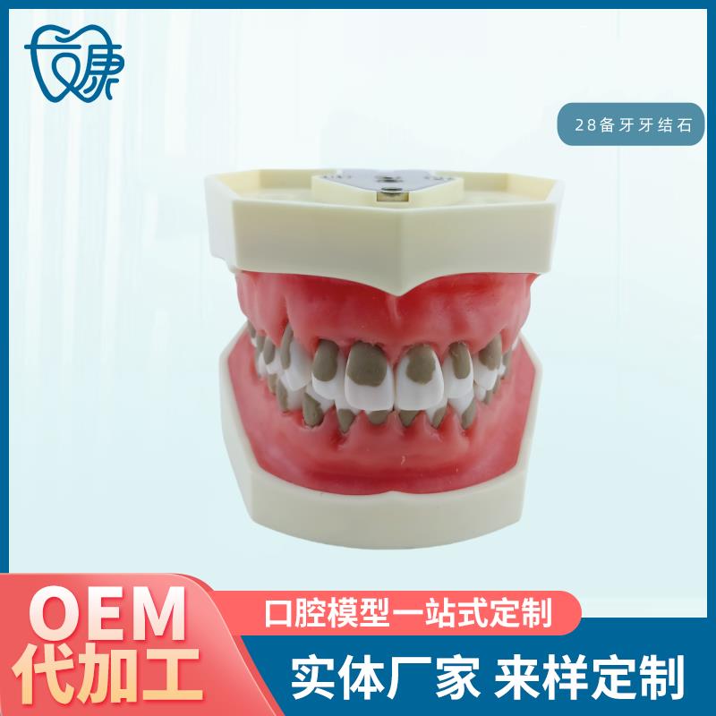 牙科全口b可拆卸备牙模型软牙龈模型练习牙齿模型送螺丝螺丝刀