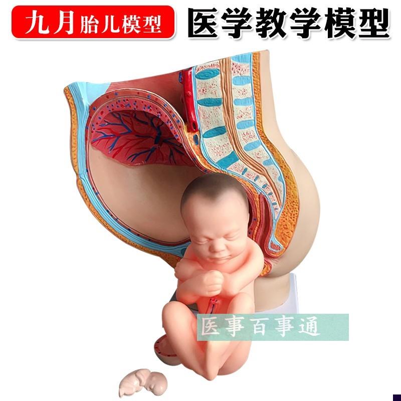 女性矢状解剖模型(部件)骨盆妊F娠九个月胎儿模型分娩直观