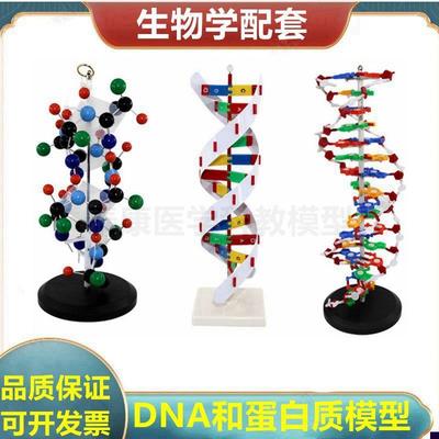 蛋白质结构模型蛋白质合成演示DNA复G制双螺旋结构生物课实验用具