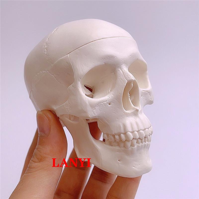骷髅模型人体头颅骨骼迷你头骨可拆卸美术素描道具医学生教学模具