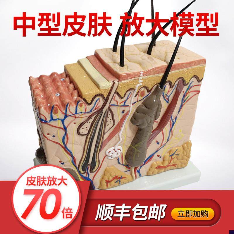 皮肤结构放大模型组织层u次立体构造微整形美容医学教学模具玩具