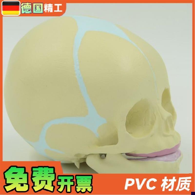 德国】小宝宝头颅k骨模型无牙婴幼儿小头骨仿真30周胎儿骷髅头骨