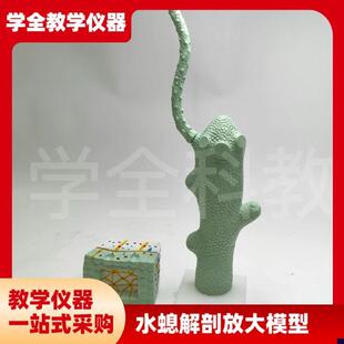 水螅解剖a放大模型水生物模型中学生物教学模型水螅解剖微生物模